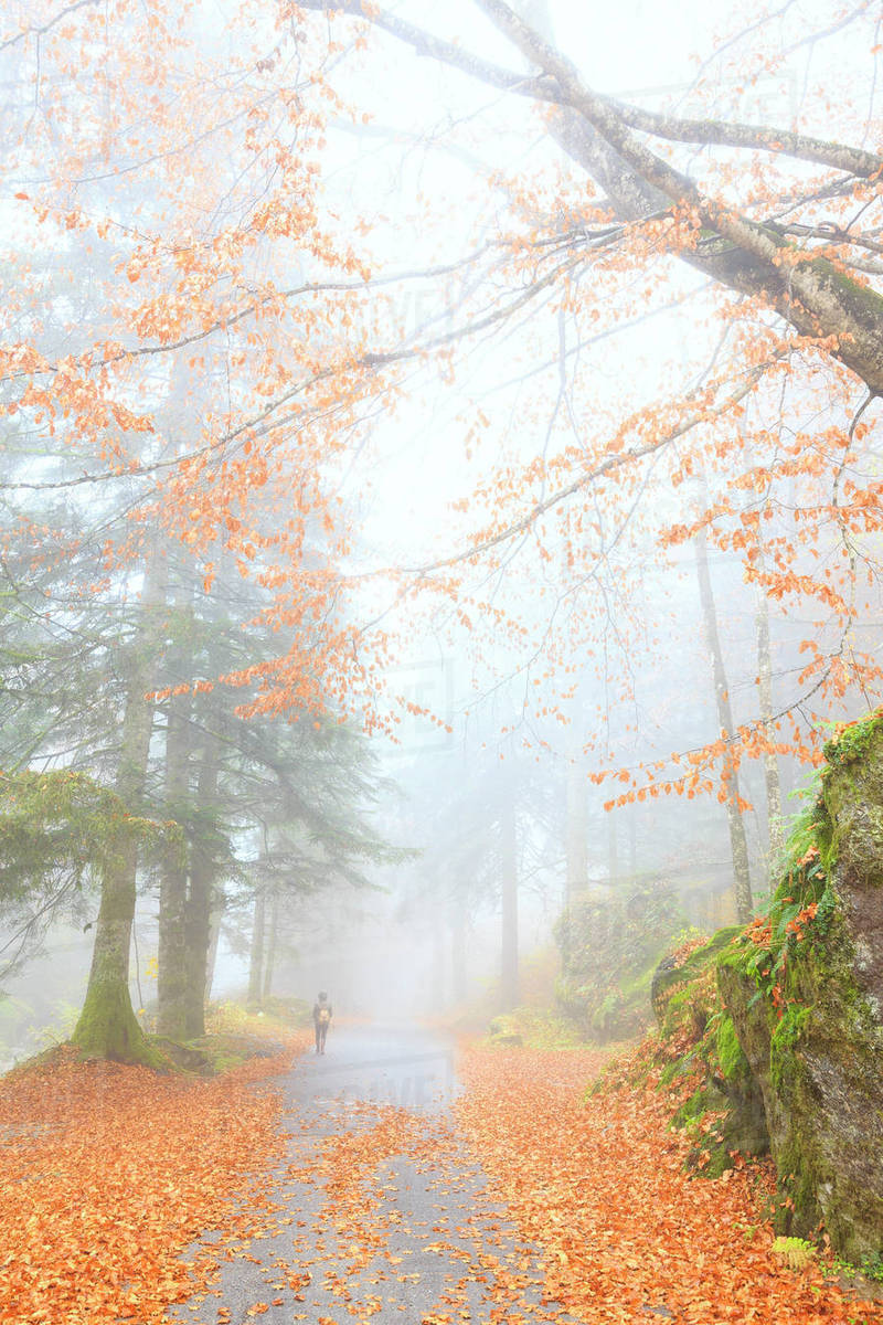 One person walk in the forest of Bagni di Masino, Valmasino ... One person walk in the forest of Bagni di Masino, Valmasino ...