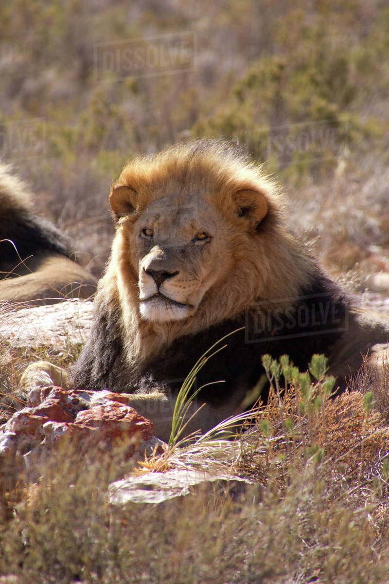 A lion, Aquila Safari Game Reserve, Cape Town, South Africa, Africa