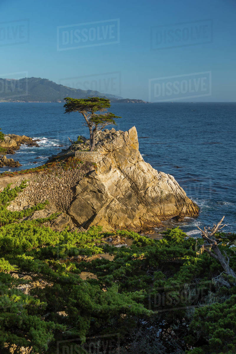 View Of Carmel Bay And Lone Cypress At Pebble Beach 17 Mile Drive View Of Carmel Bay And Lone Cypress At Pebble Beach 17 Mile Drive Peninsula Monterey California United States America North