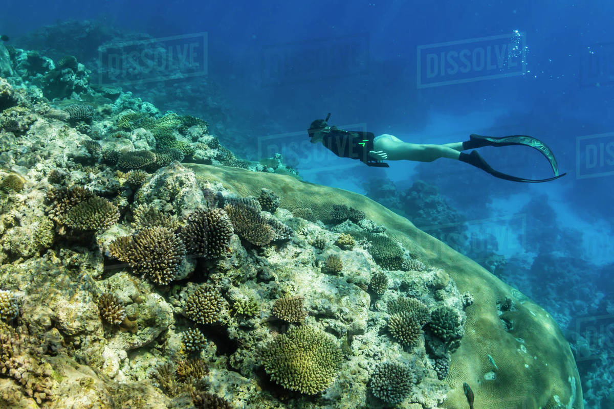 Snorkeling The Pristine Reefs On Remote Island Of Alofi In Snorkeling The Pristine Reefs On Remote Island Of Alofi In French Territory Wallis And Futuna Islands South Pacific
