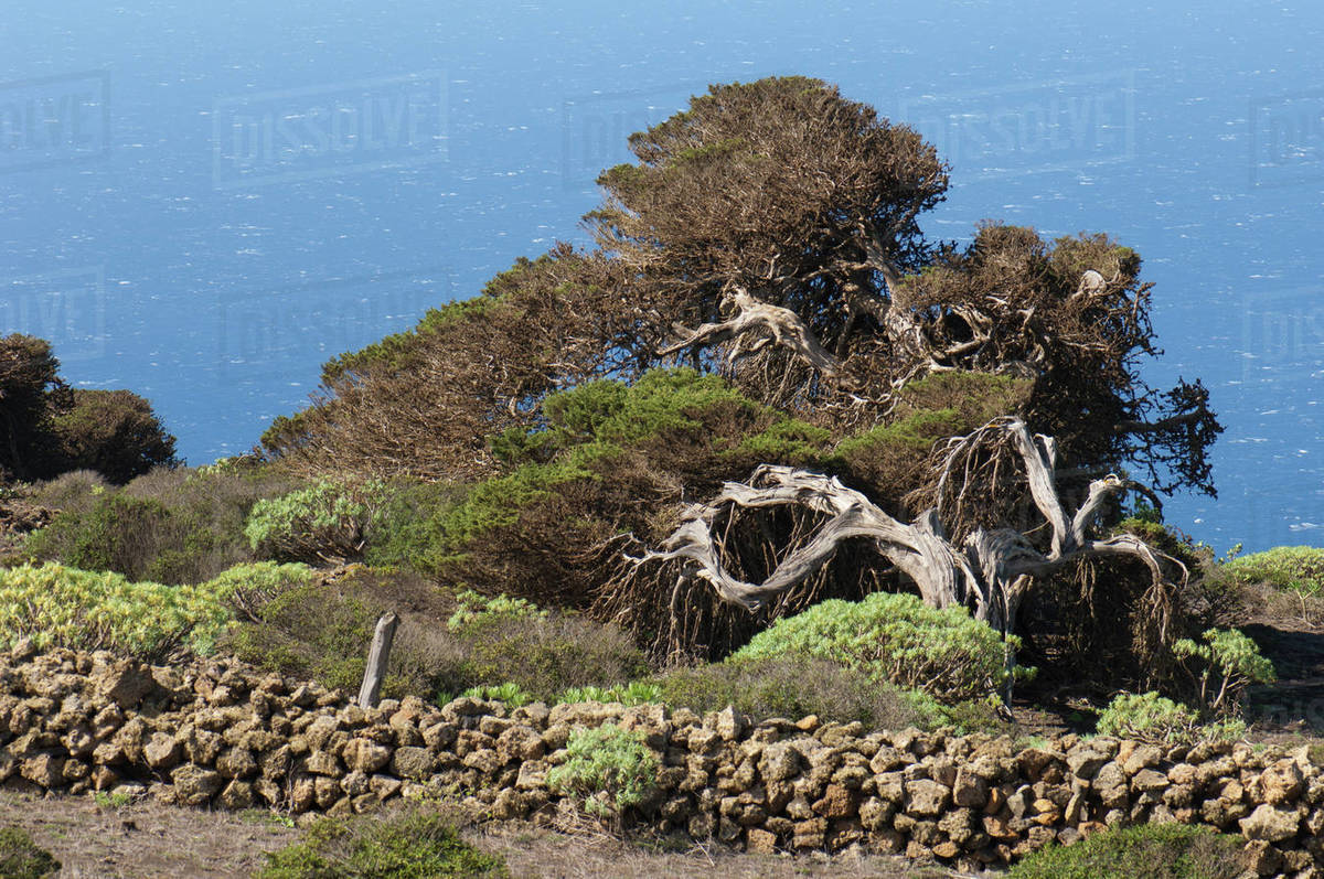 Junipers (Juniperus turbinata canariensis) twisted by the wind. La