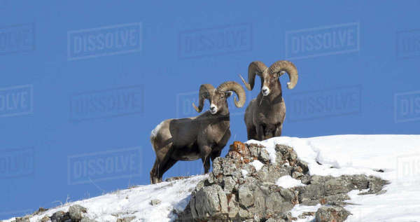 winter low angle shot of two bighorn rams on a snow covered hill at ...