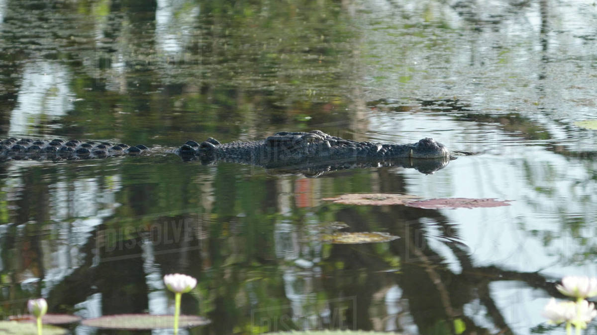 side view of a saltwater crocodile at marlgu billabong of parry lagoons