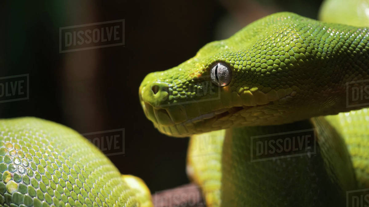close up of a green tree python curled on a branch - Stock Photo - Dissolve