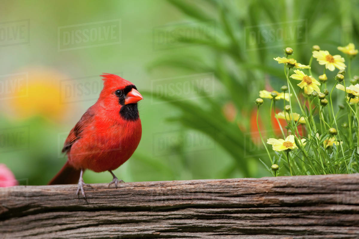 Northern Cardinal (Cardinalis cardinalis) male on fence near flower garden, Marion, Illinois