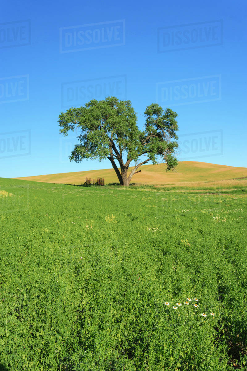 Oak Tree, field of Oxeye Daisies (Chrysanthemum leucanthemum) and Wheat