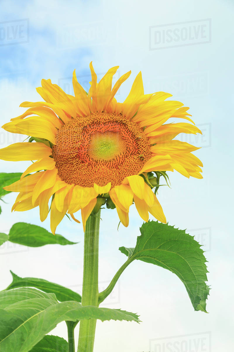 Community Garden, Moses Lake, Washington State, USA Stock Photo