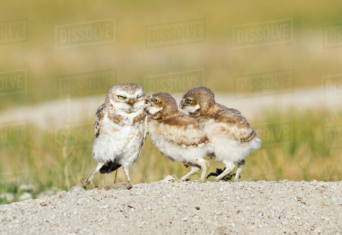 Wyoming, Sublette County, Burrowing owl chicks begging male for food