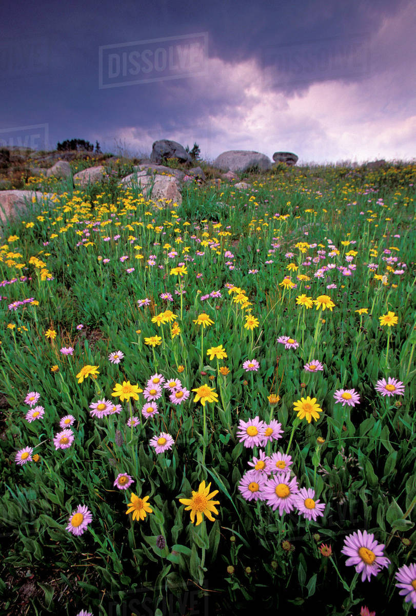 North America, USA, Wyoming, Yellowstone National Park, Wild Flowers