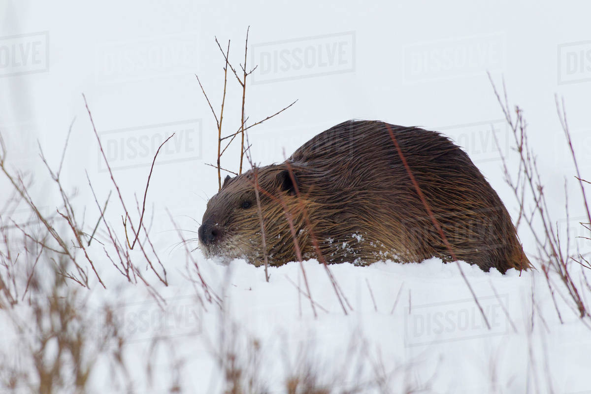 Beaver, gathering food in winter Stock Photo Dissolve