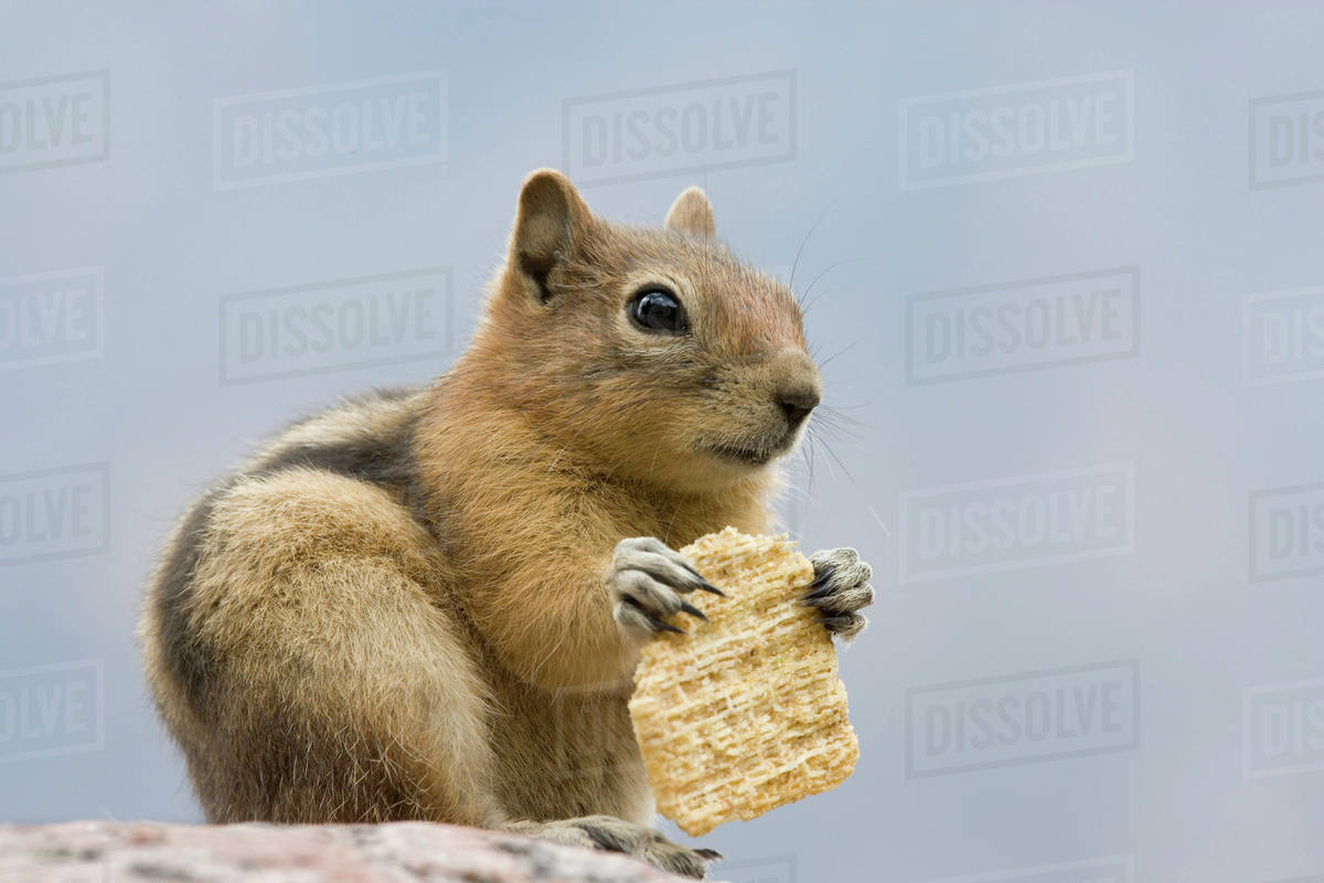 Closeup of squirrel eating cracker. Stock Photo Dissolve