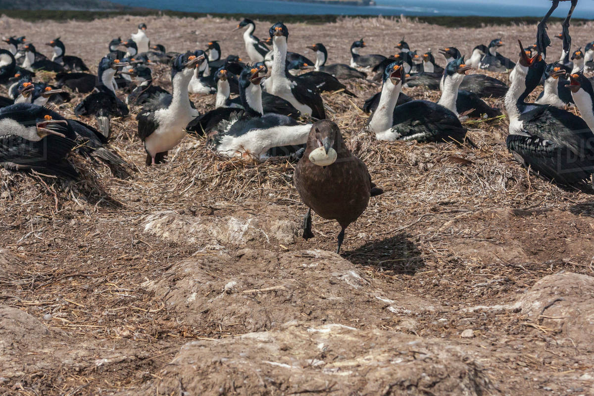 South America, Falkland Islands, Bleaker Island. Falkland skua stealing egg from bird colony