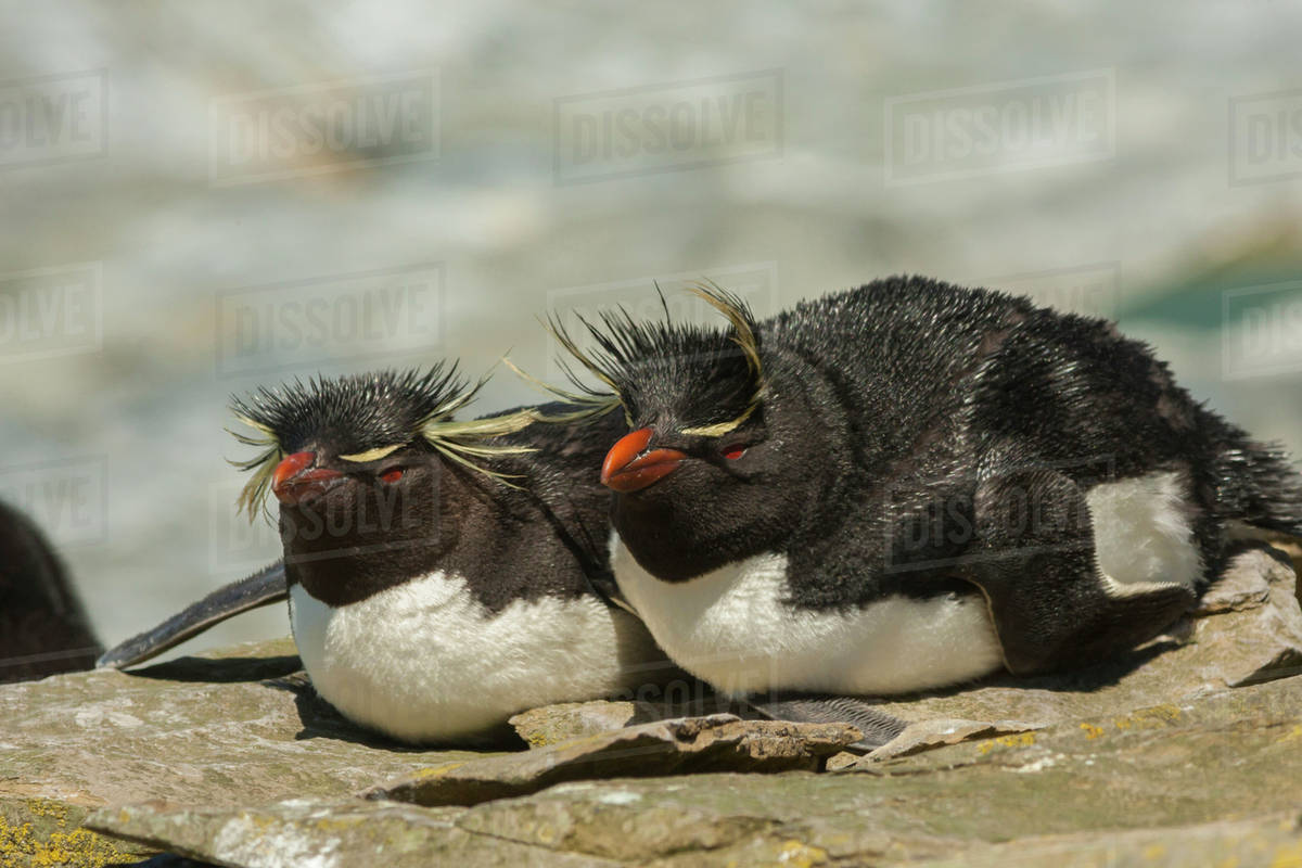 Rockhopper Plc Rockhopper Exploration Stock Price Prediction Rockhopper  Exploration Plc Share Price 91+