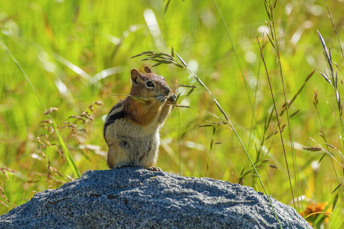 USA, Colorado, Gunnison National Forest. Goldenmantled ground squirrel eating grass seeds
