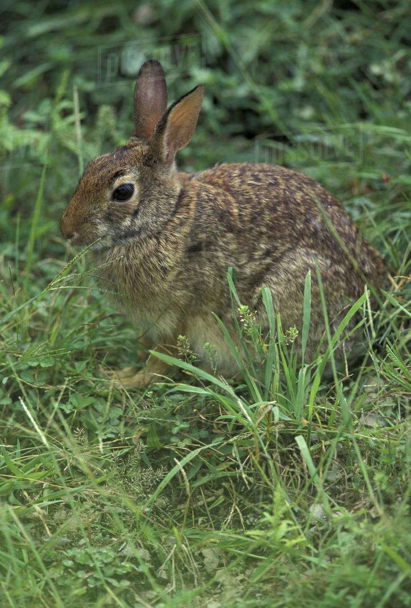 USA, Kentucky, Jessamine County. Eastern cottontail rabbit Stock