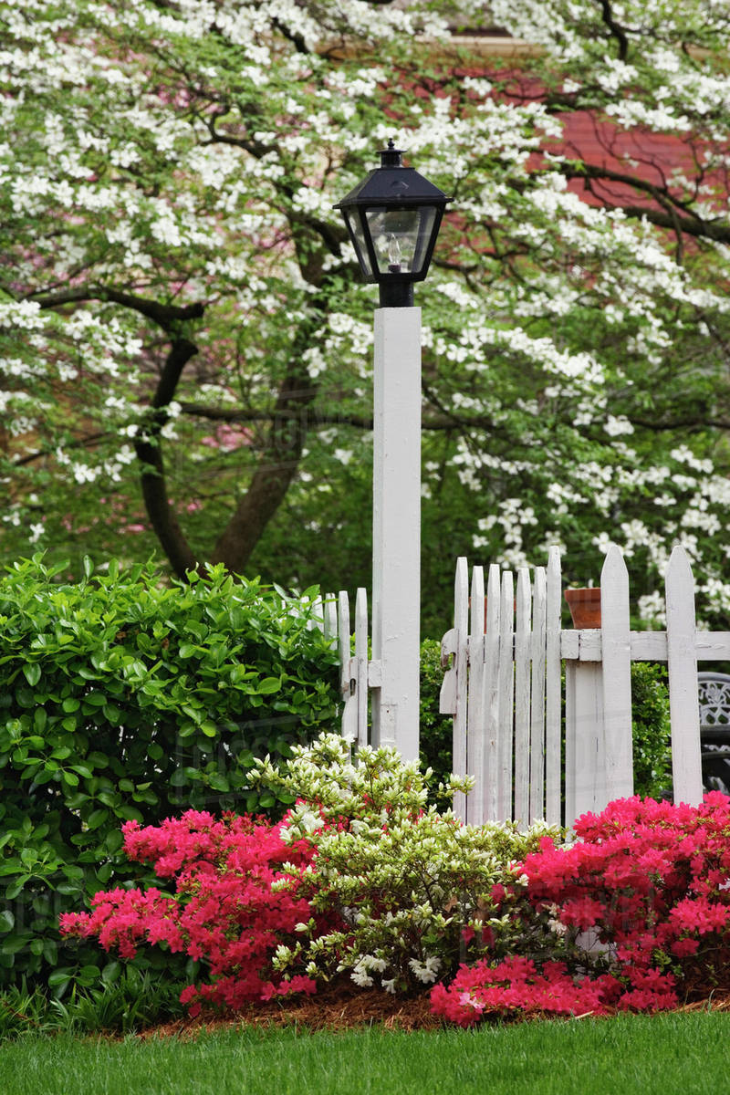 Pickett fence, lamp, azaleas, and flowering dogwood tree, Cornus