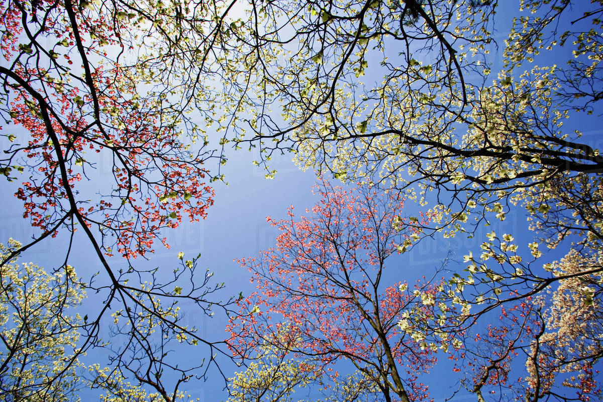 Skyward View Of Pink And White Dogwood Trees Lexington Kentucky D256 19 485 Skyward View Of Pink And White Dogwood Trees Lexington Kentucky D256 19 485