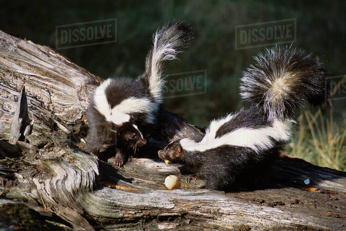 USA, Montana, Kalispell. Skunks eating egg at Triple D Game Farm