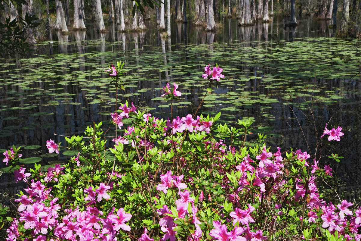 USA, South Carolina, Cypress Gardens. Blooming azaleas and cypress