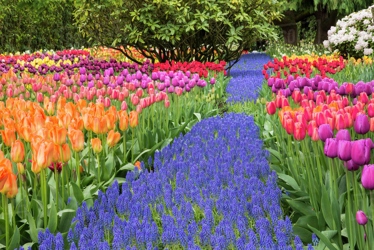 Tulip Garden In Usa Fasci Garden