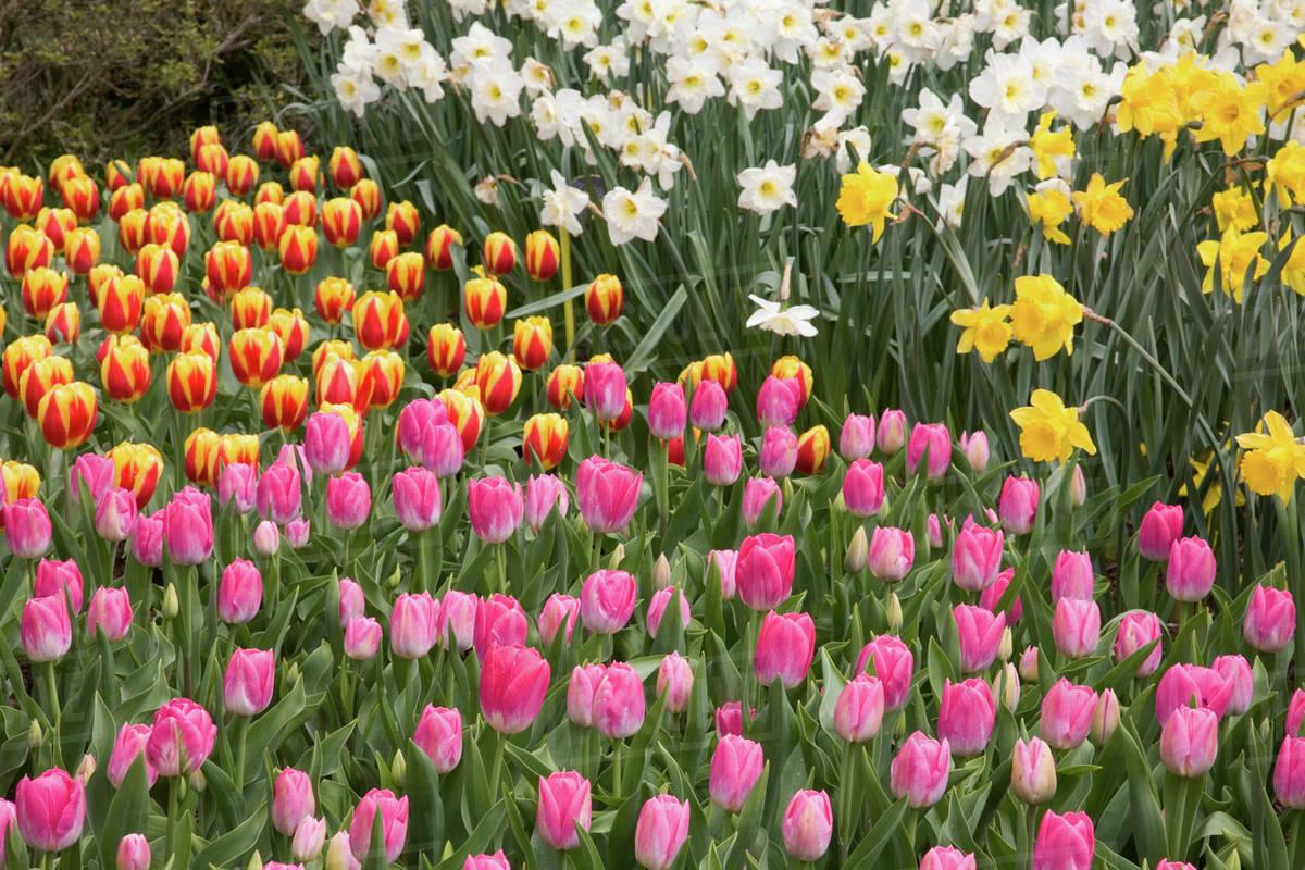 USA, WA, Skagit Valley, tulip and daffodil garden at Tulip Festival