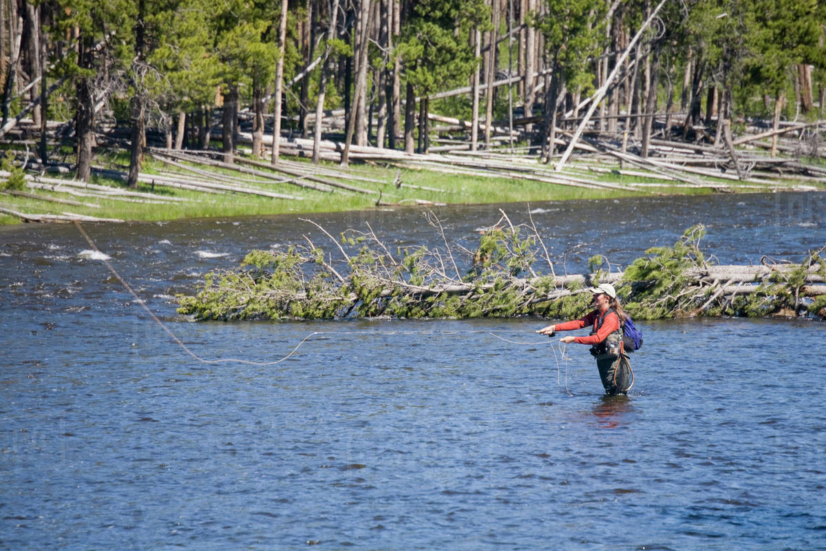 WY, Yellowstone National Park, Fly fishing, in the Firehole River