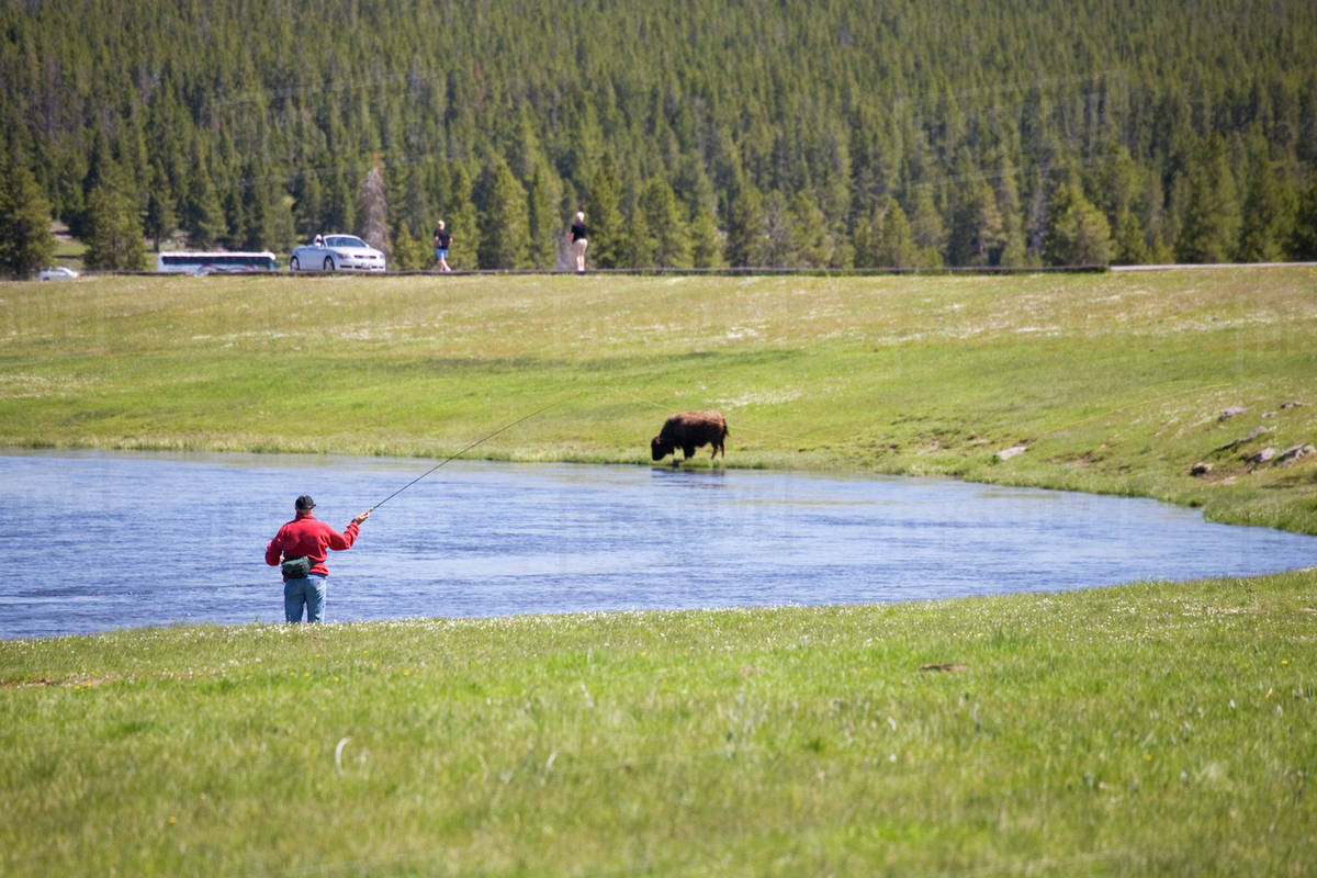 WY, Yellowstone National Park, Fly fishing, in the Firehole River