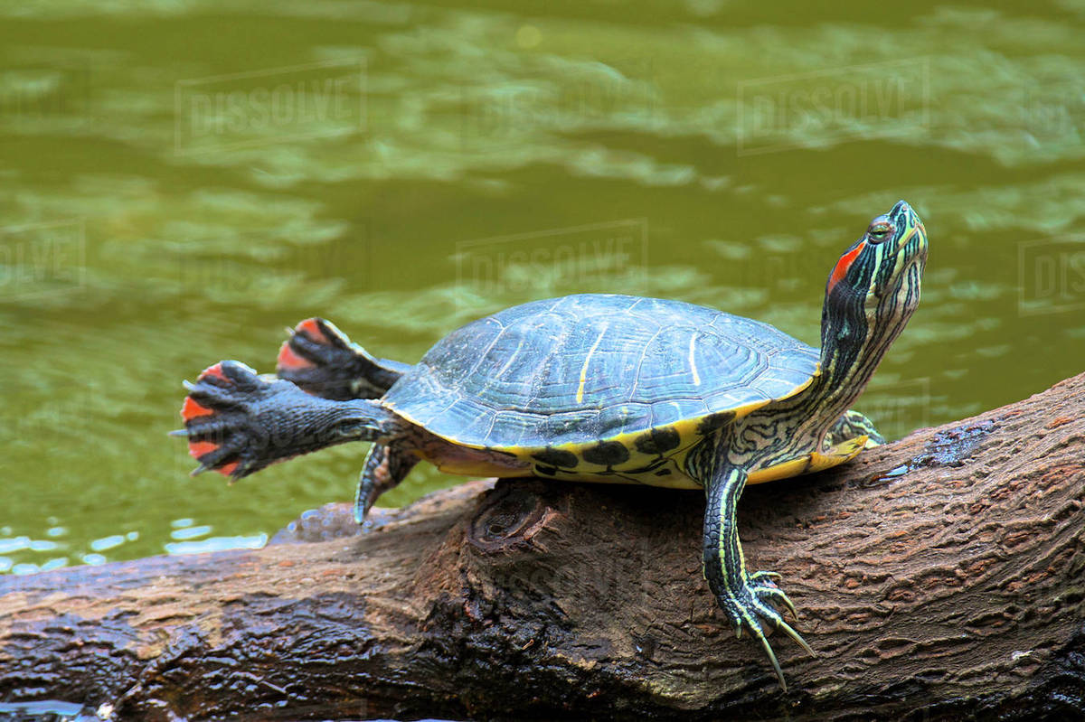 Hong Kong, A painted turtle stretches on a log. Stock Photo Dissolve