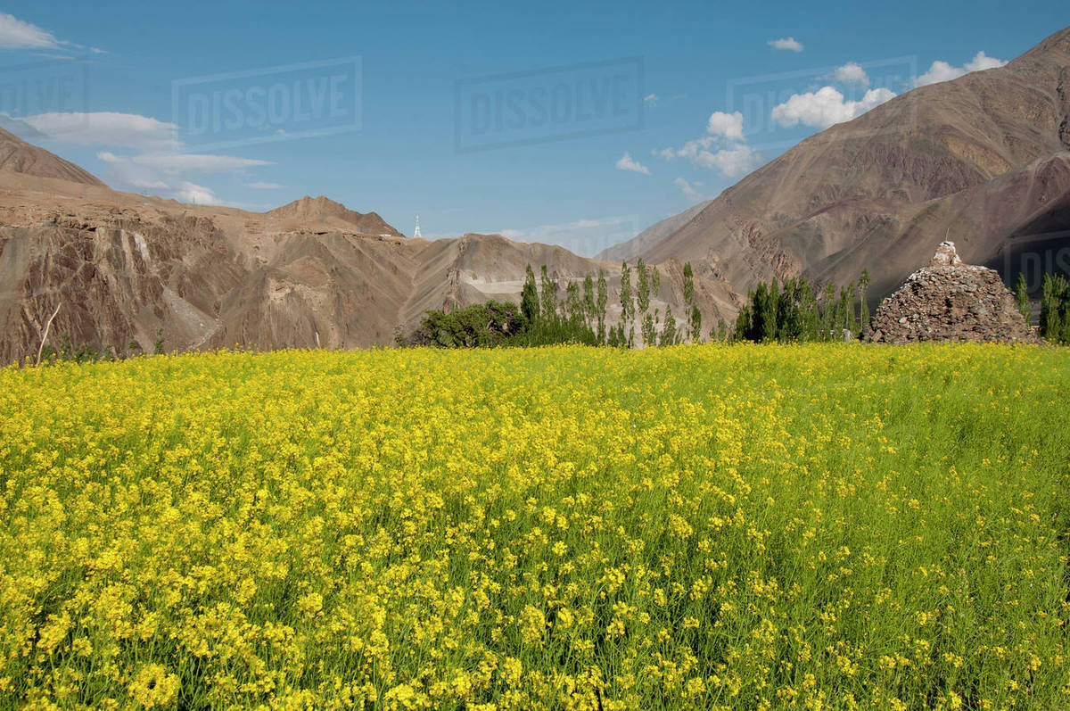 India, Jammu & Kashmir, Ladakh, a field of yellow mustard flowers and