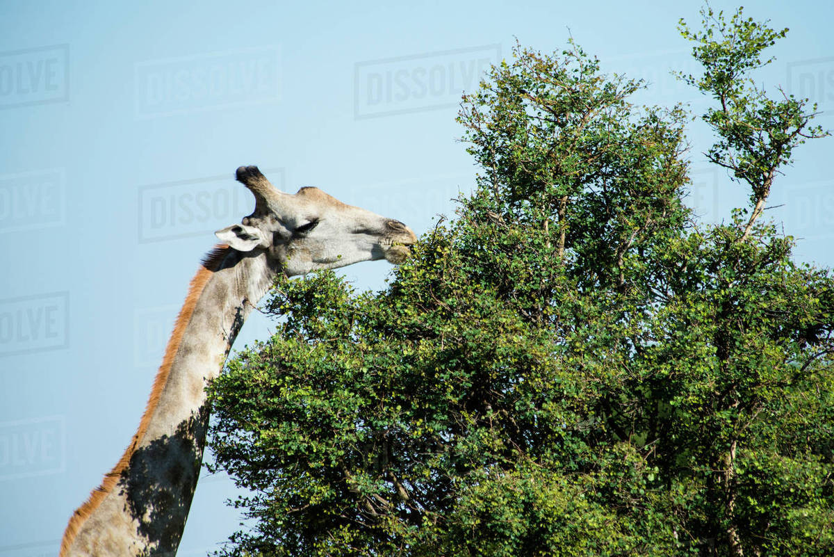 Giraffe eating from acacia tree Stock Photo Dissolve