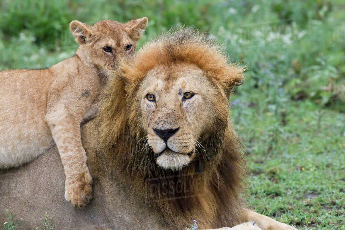 Female cub lies on top of her resting father, an adult male lion, both