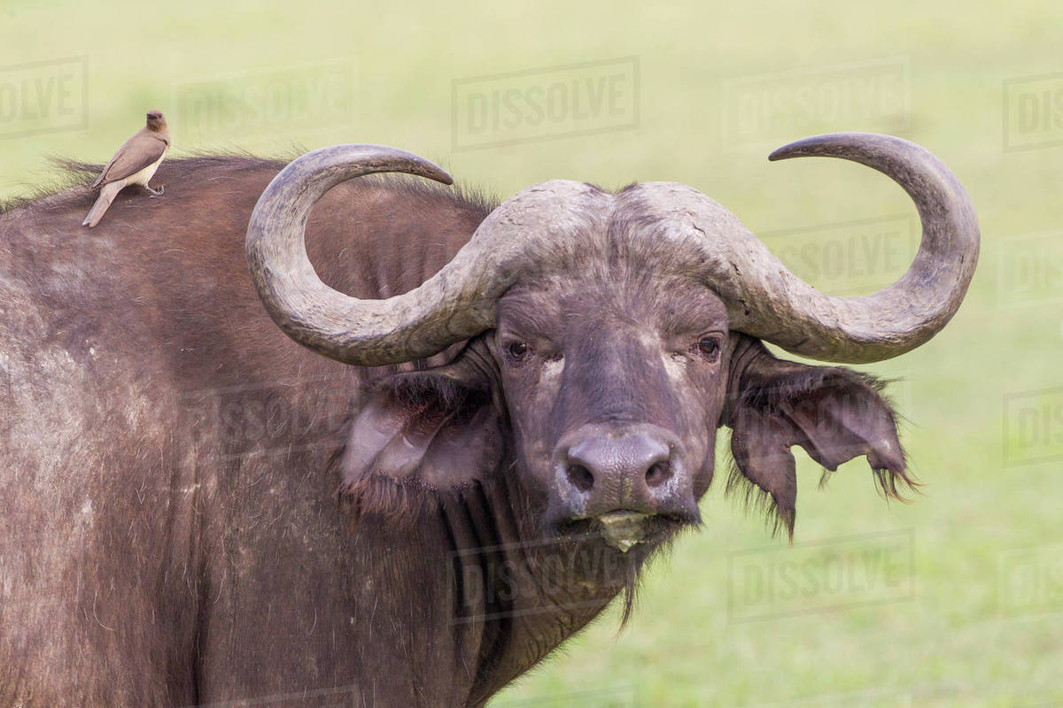 Cape buffalo faces camera, Closeup, large horns, with yellow ox pecker
