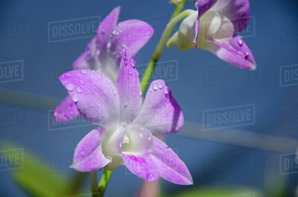 Australia, Northern Territory, Darwin. Jenny's Orchid Garden. Orchids with water droplets