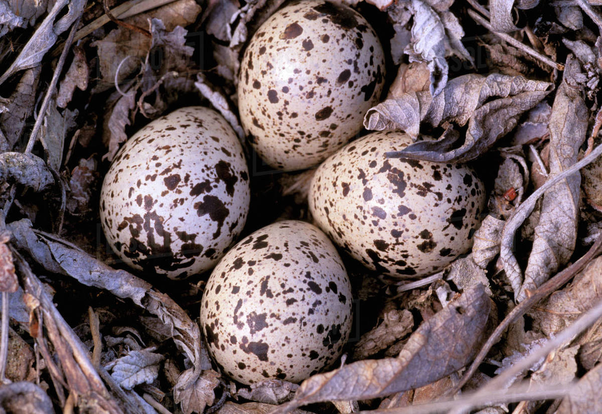 North America, Canada, British Columbia, Thaku River. Nightjar nest