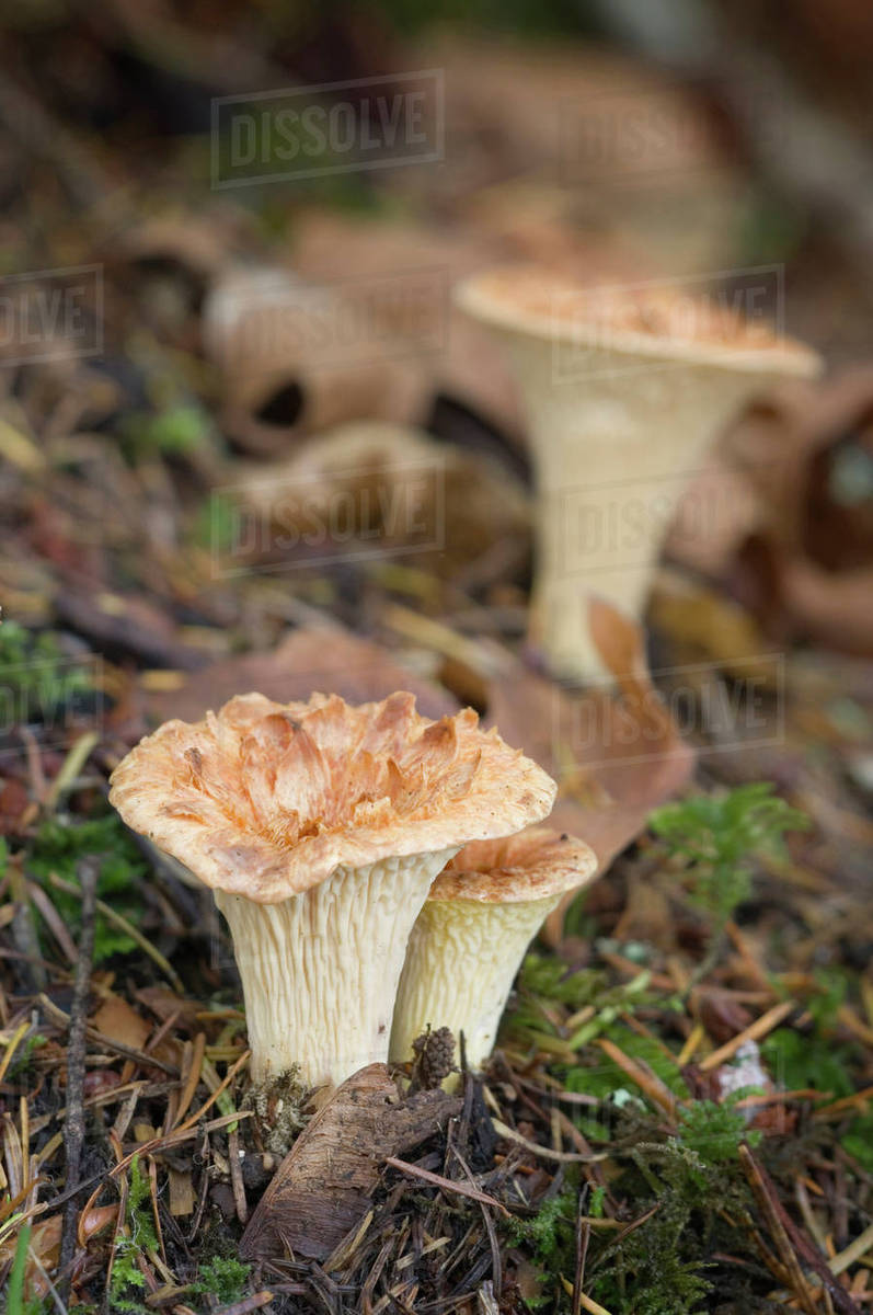 Canada, British Columbia, Vancouver Island. Woolly Chanterelle (Gomphus