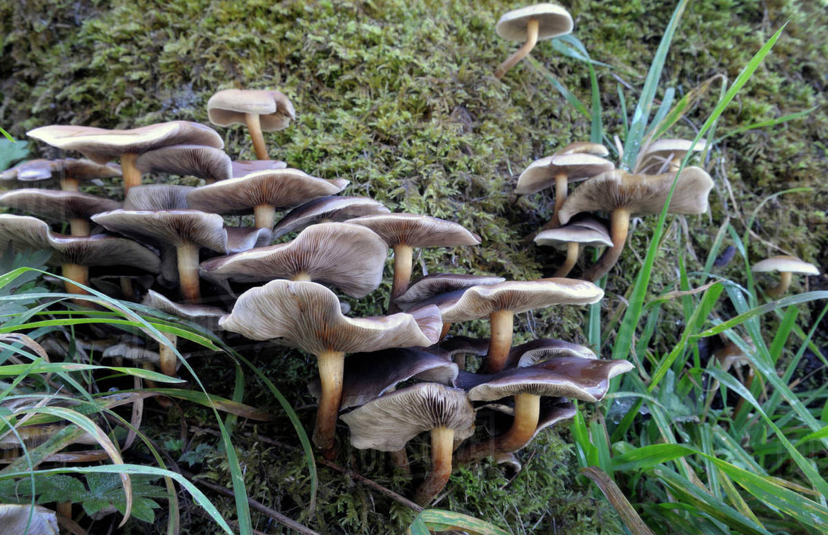 Canada, British Columbia, Vancouver Island. Large gilled mushrooms