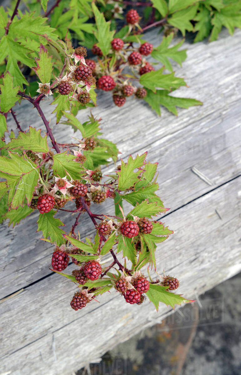 Canada, British Columbia, Gulf Islands, Portland Island. Wild