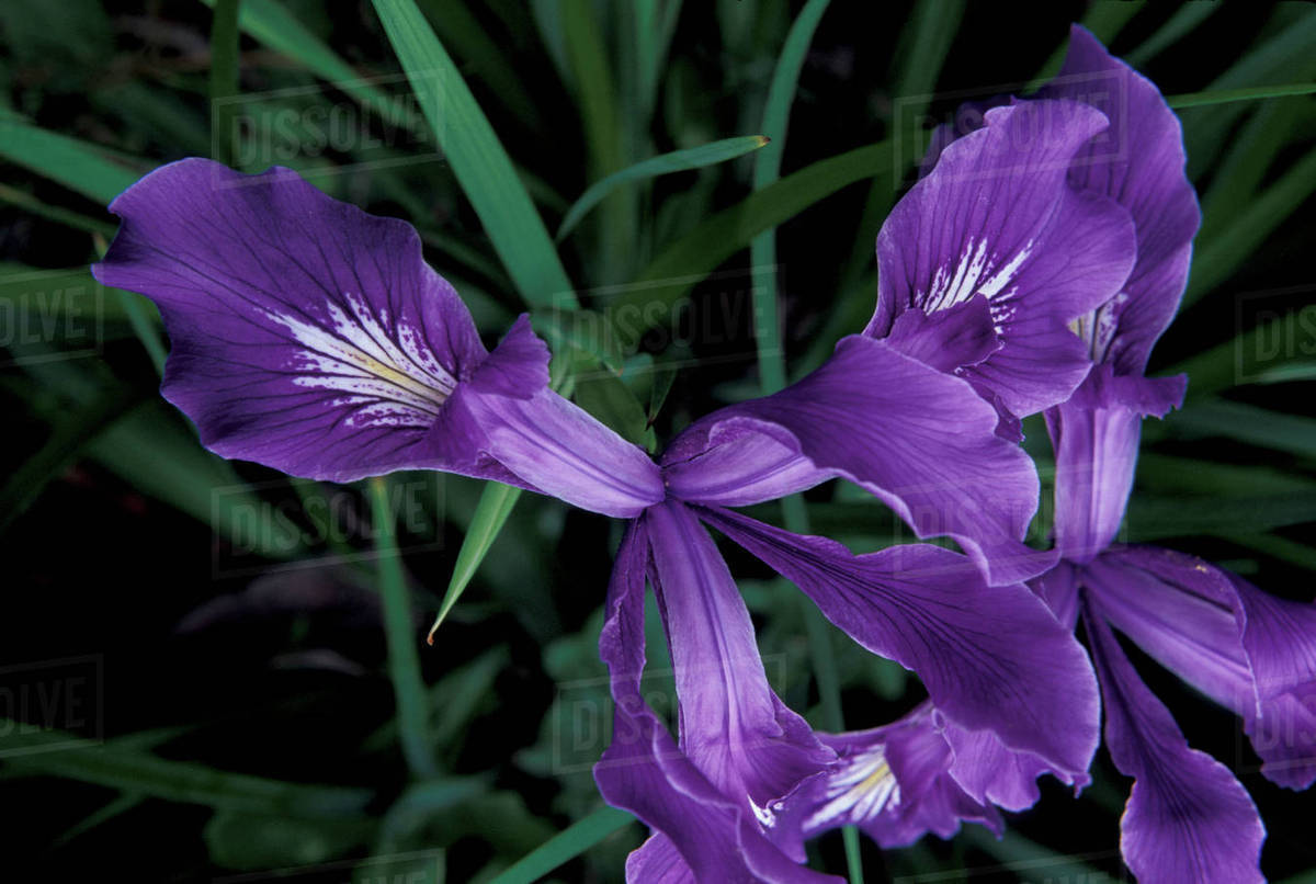 USA, Oregon Coast Wild iris Stock Photo Dissolve