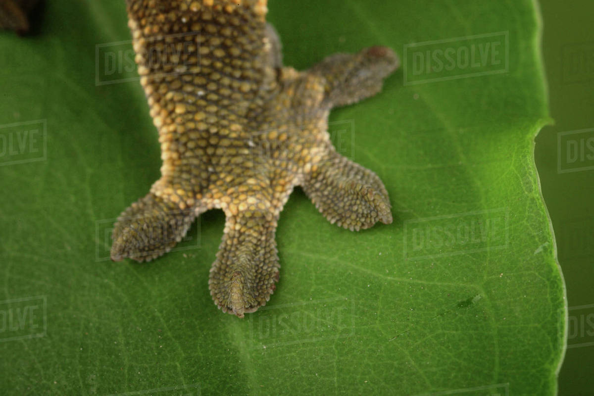 New Caledonian Crested Gecko closeup of adhesive lamellae (toe pads
