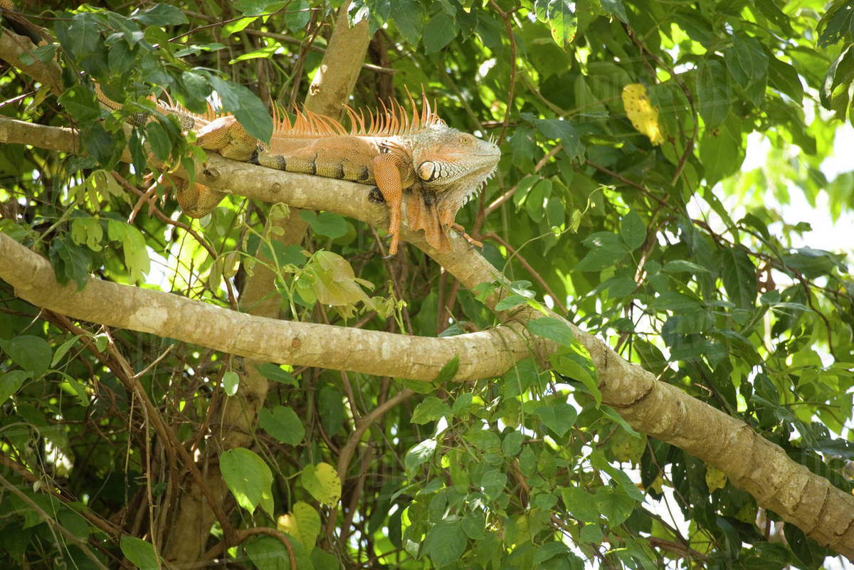 Green iguana (Iguana iguana) in tree on bank of Monkey River, Stann Creek District, Belize