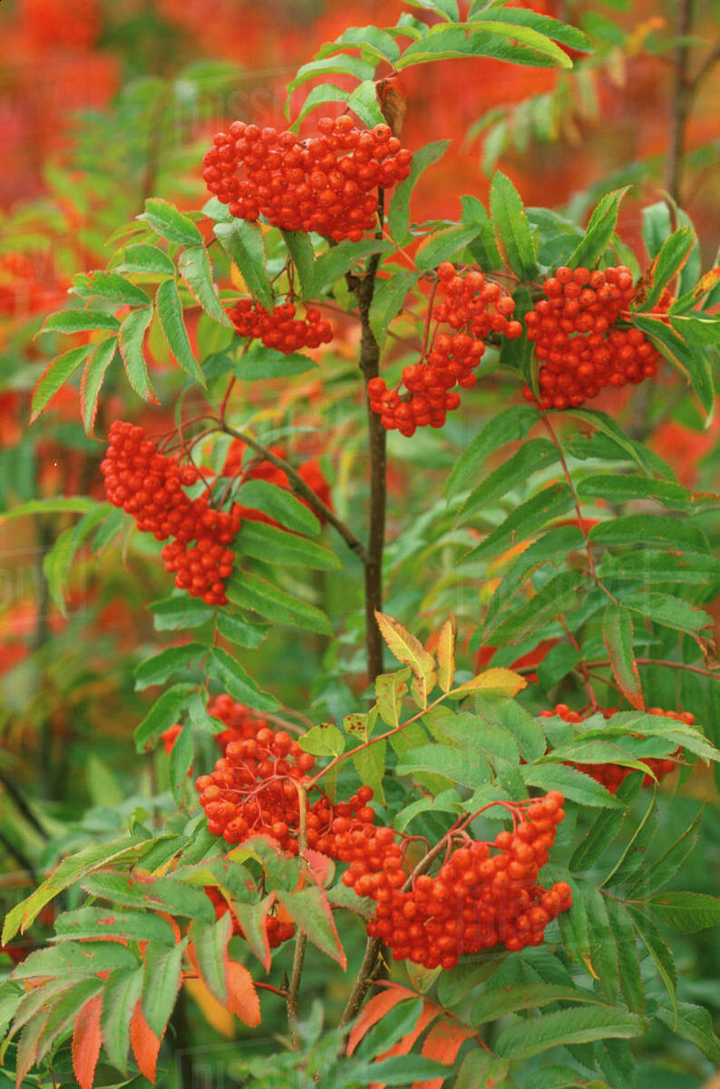 USA, Colorado, Routt National Forest, Skunkbush Sumac Stock Photo