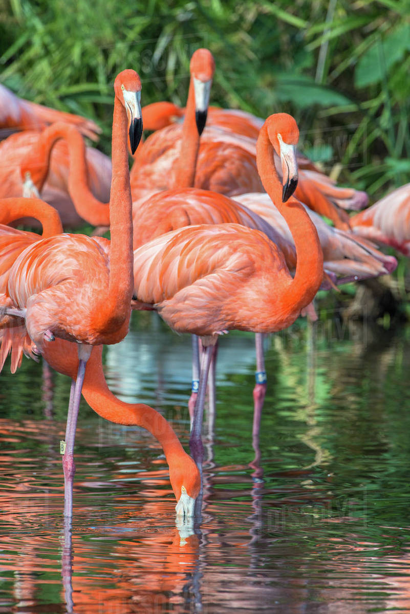 USA, Florida, Orlando, Pink Flamingos, Gatorland. Stock Photo Dissolve