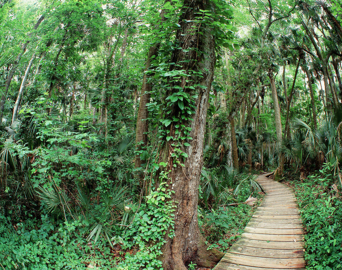 USA, Florida, View of Ocala National Forest Stock Photo Dissolve