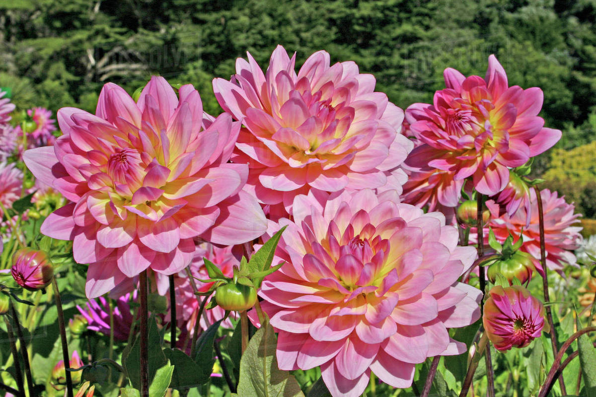 Dahlia flower in Shore Acres State Park and Botanical Gardens in Charleston near Coos Bay Oregon