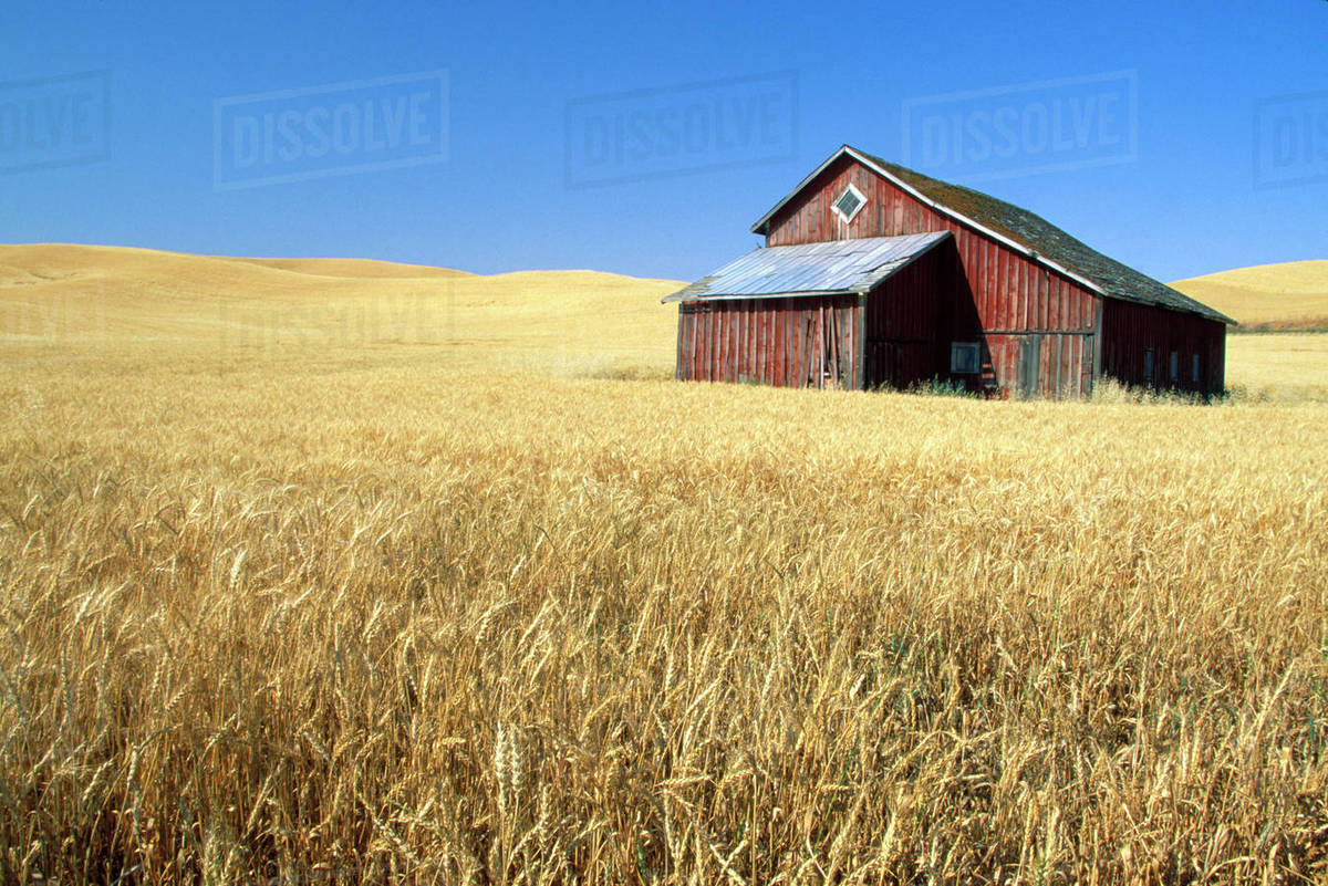 N.A., USA, Washington, Whitman county. Old barn in wheatfield near
