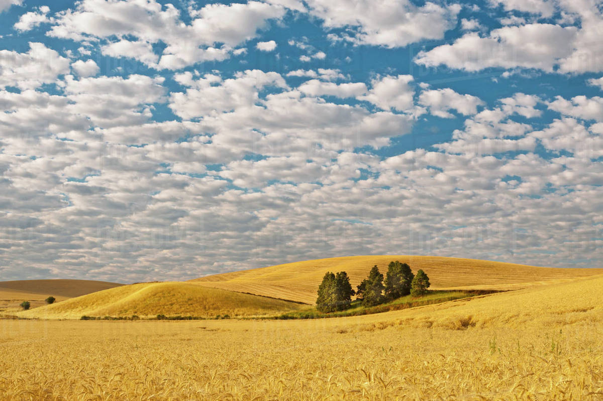 USA, Washington, Walla Walla. Dawn breaks on a wheat field in Walla