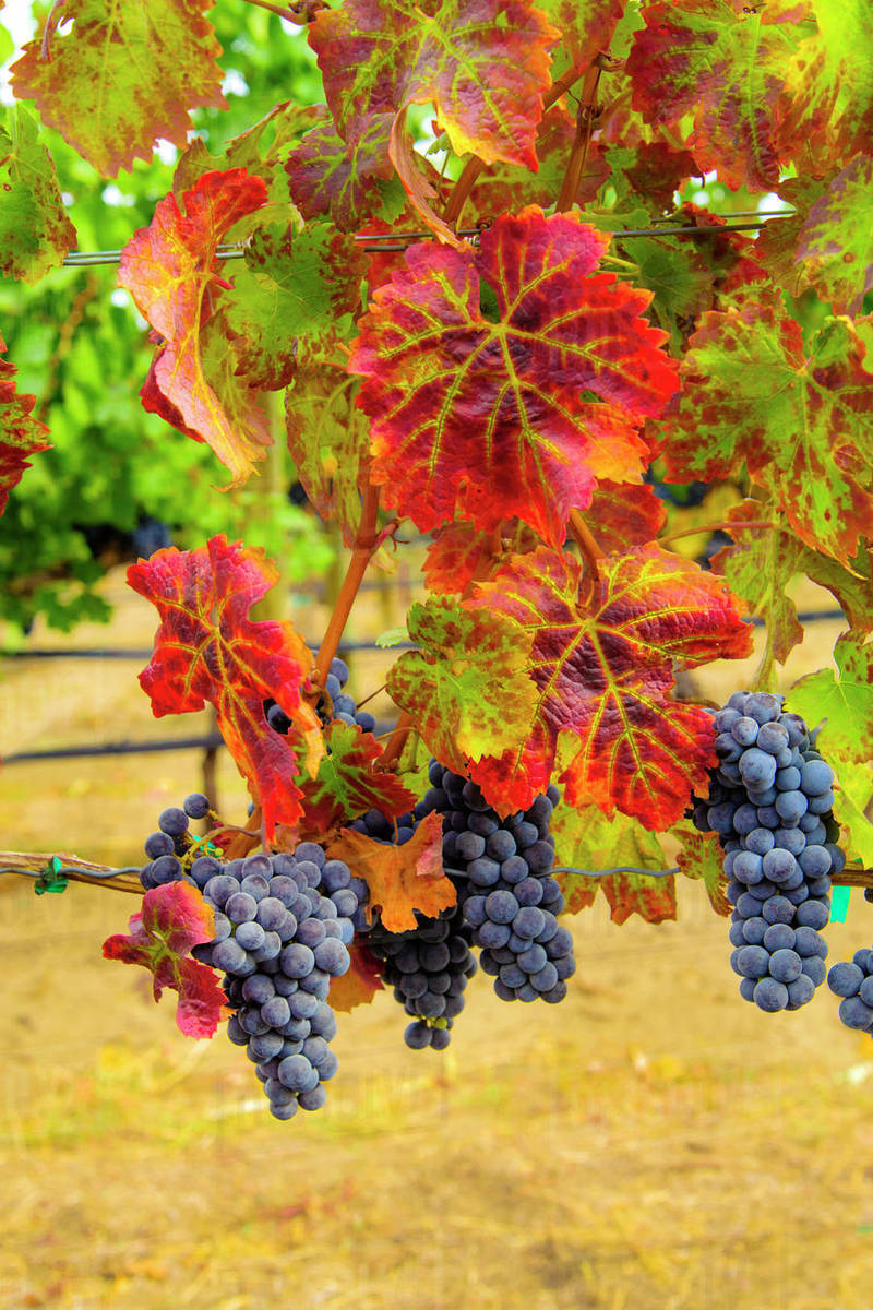 USA, Washington, Columbia Valley. Sauvignon grapes are ready