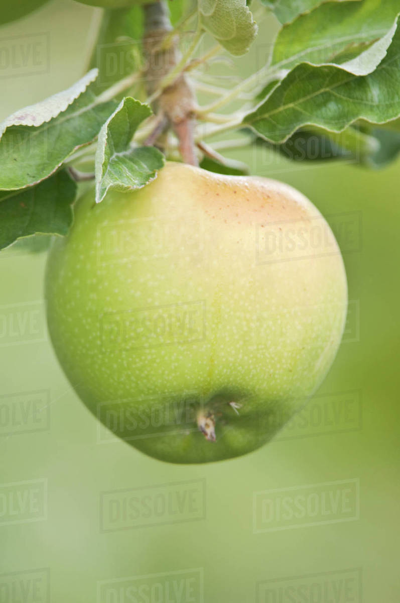 USA, WA, Columbia River Valley, Granny Smith Apple Ripe for Harvest
