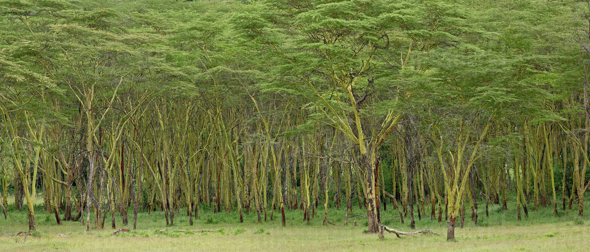 Panoramic view of Yellow fever tree, Acacia xanthophloea, Lake Nakuru
