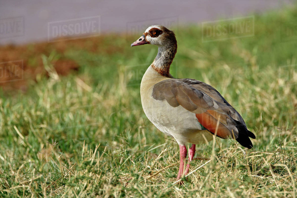 Egyptian Goose, Alopochen aegyptiacus, Samburu Game Reserve, Kenya